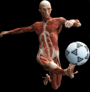 muscles used in a soccer kick